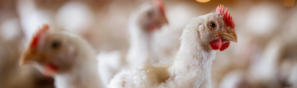 National Chicken Council Questions And Answers On Avian Influenza 